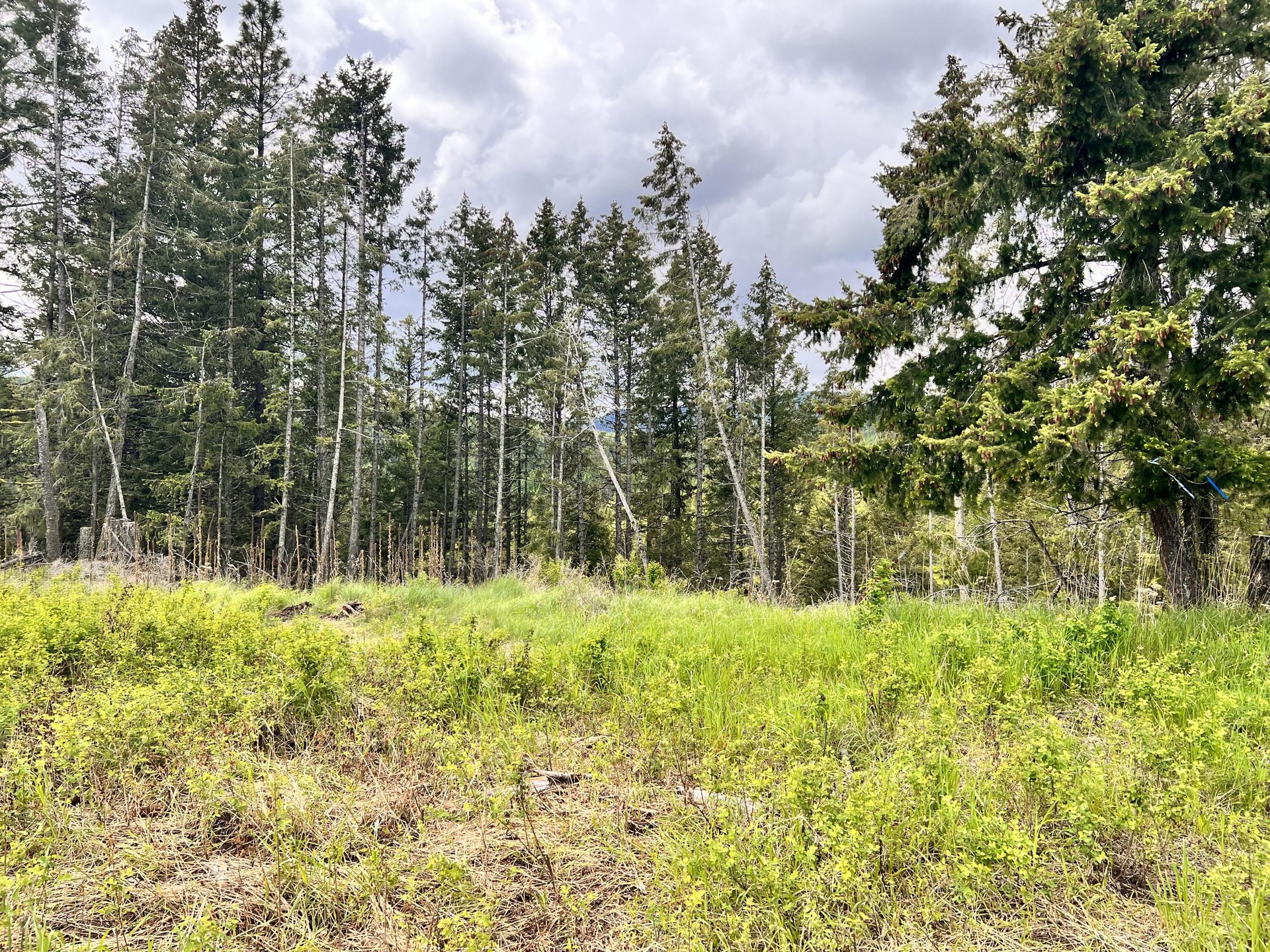 
                        Property photograph at
                        293 BIG GOOSMUS CRK RD
                      