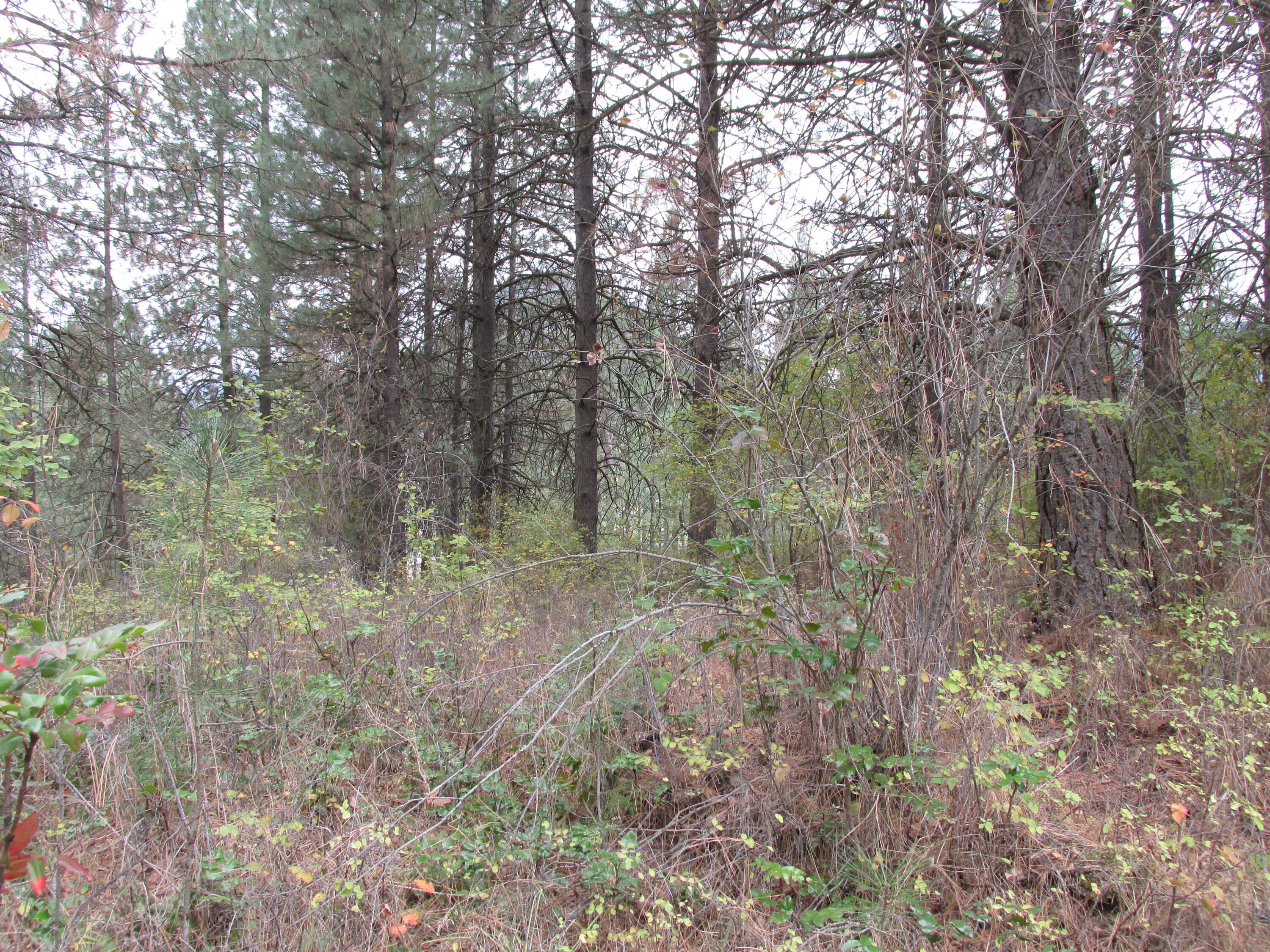 
                        Property photograph at
                        1525 HIGHWAY 395 S
                      