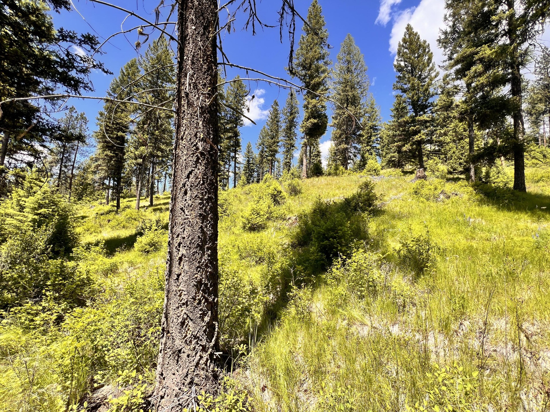 
                        Property photograph at
                        TBD OLD KETTLE FALLS RD
                      
