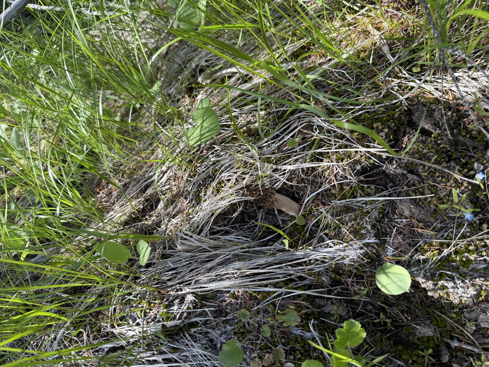 
                        Property photograph at
                        3774-C DAISY MINE RD
                      