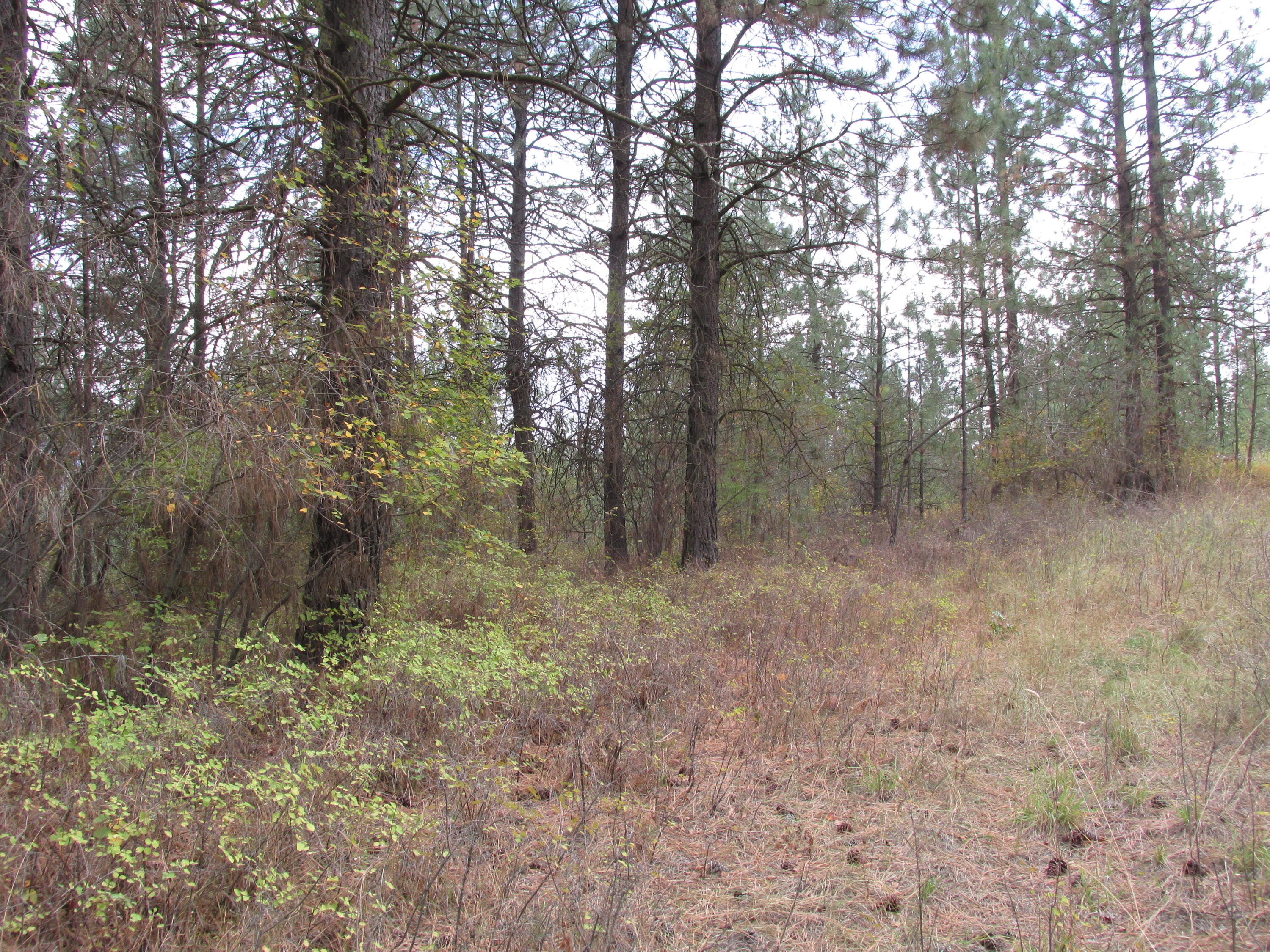 
                        Property photograph at
                        1525 HIGHWAY 395 S
                      