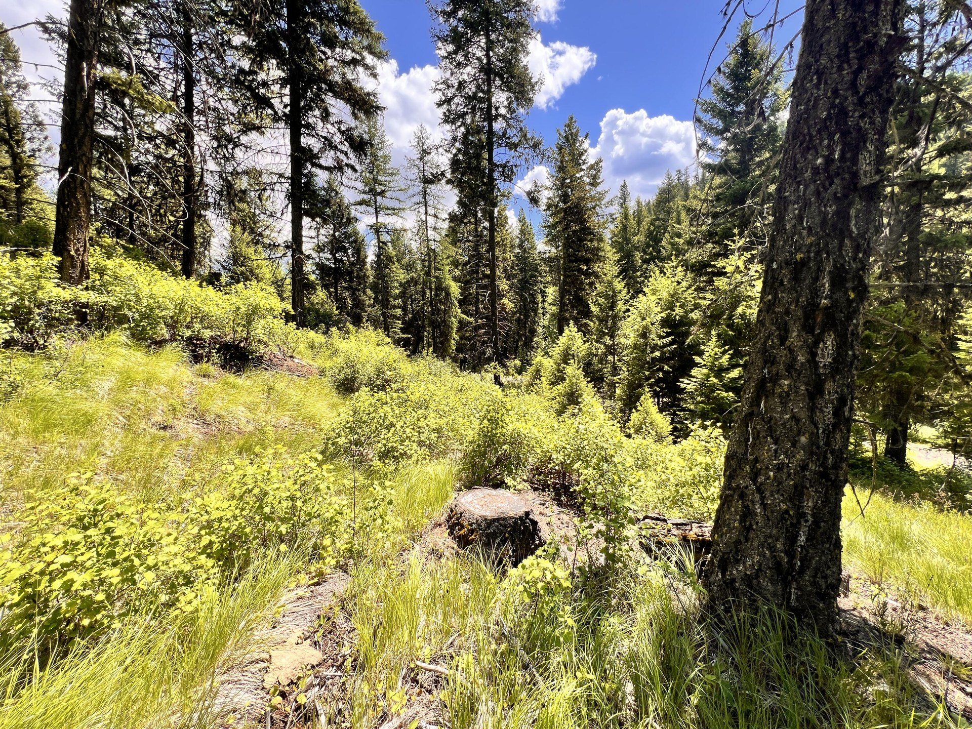 
                        Property photograph at
                        TBD OLD KETTLE FALLS RD
                      