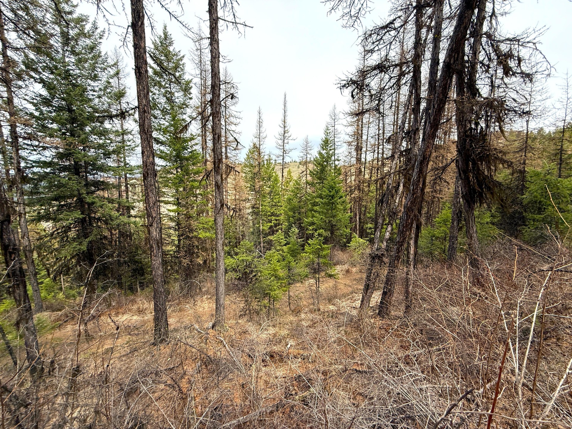 
                        Property photograph at
                        TBD GIVEOUT CREEK RD
                      
