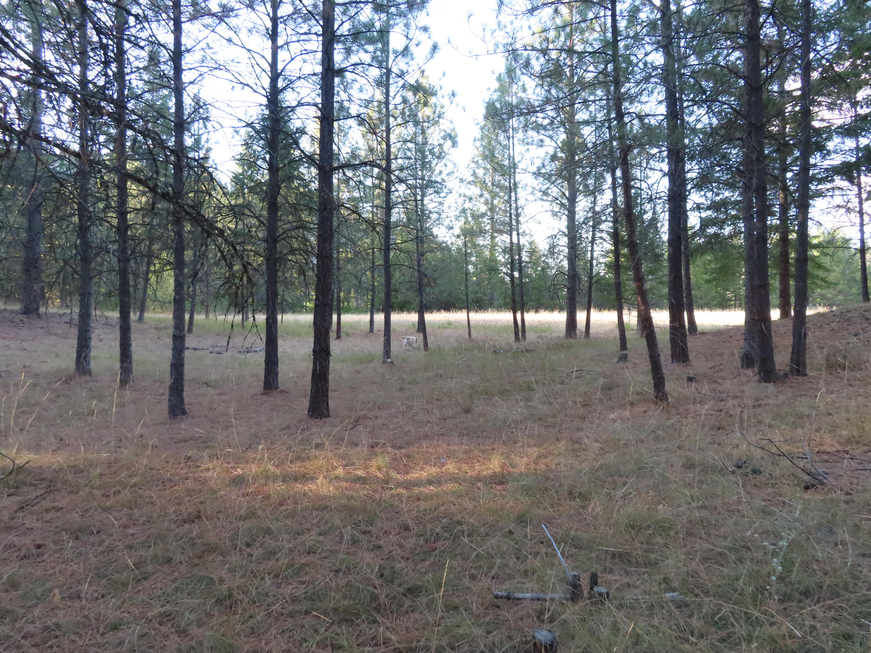 
                        Property photograph at
                        TBD TORODA CREEK RD
                      