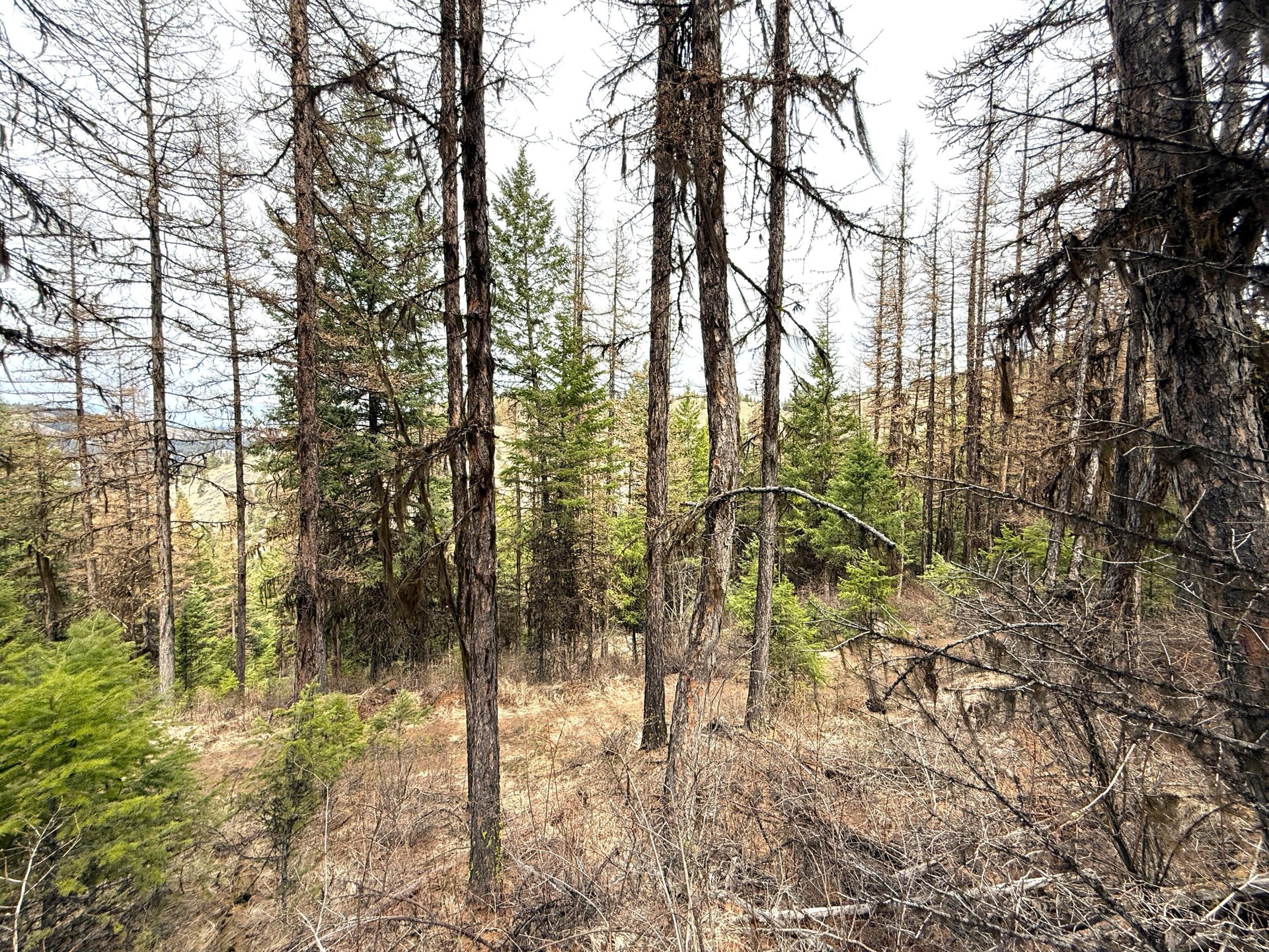 
                        Property photograph at
                        TBD GIVEOUT CREEK RD
                      