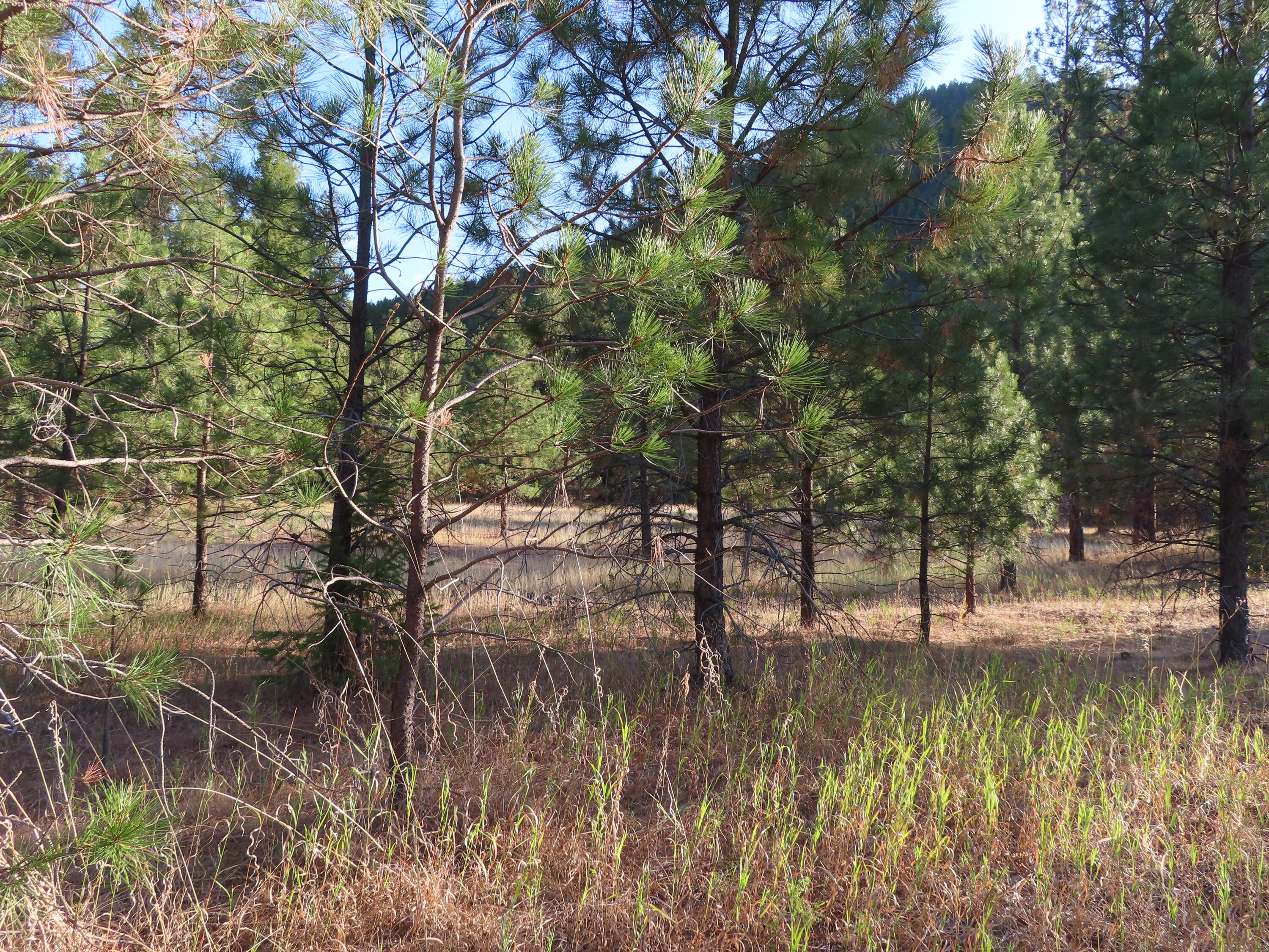 
                        Property photograph at
                        TBD TORODA CREEK RD
                      