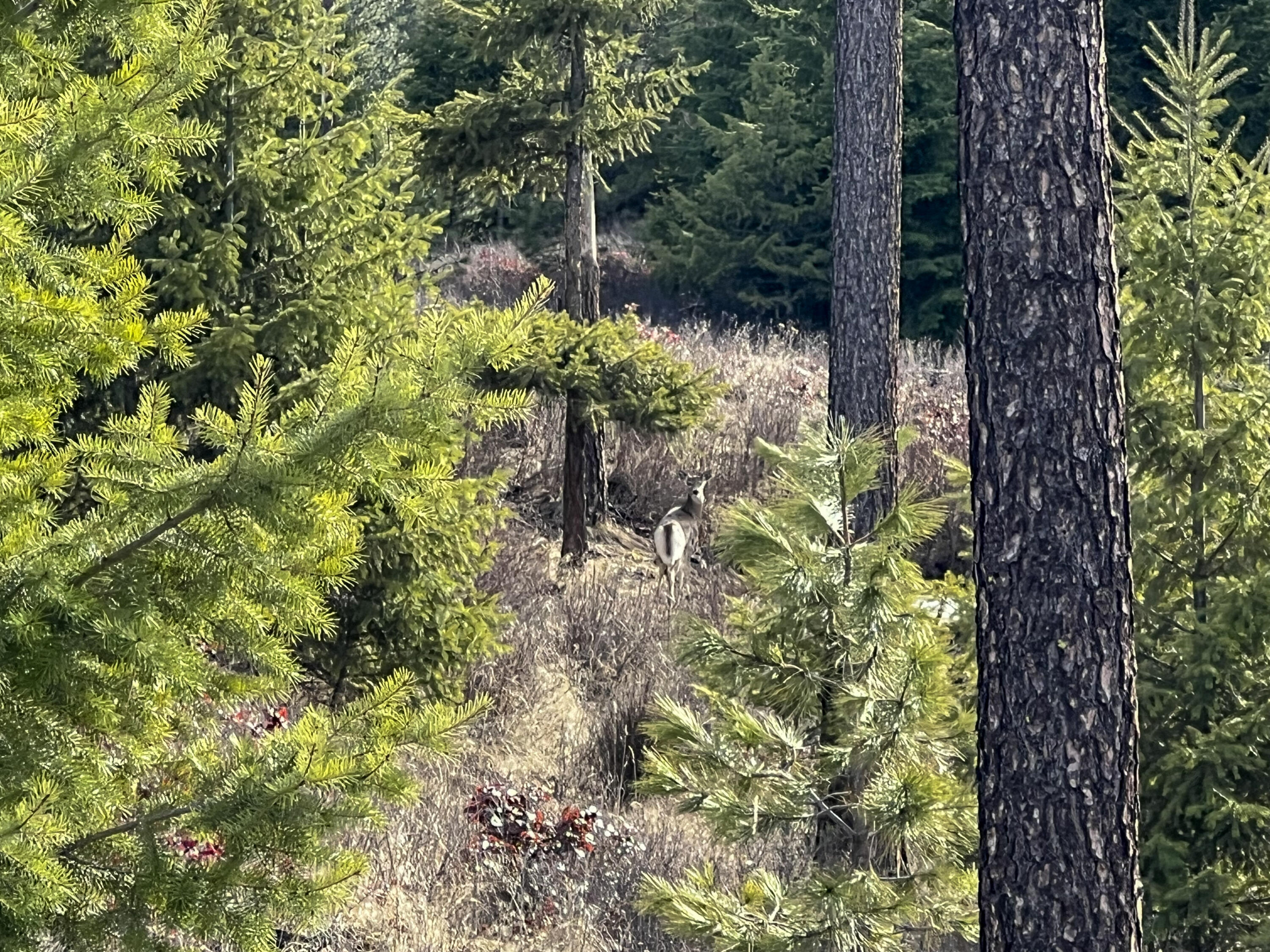 
                        Property photograph at
                        35XX HARMS WAY
                      