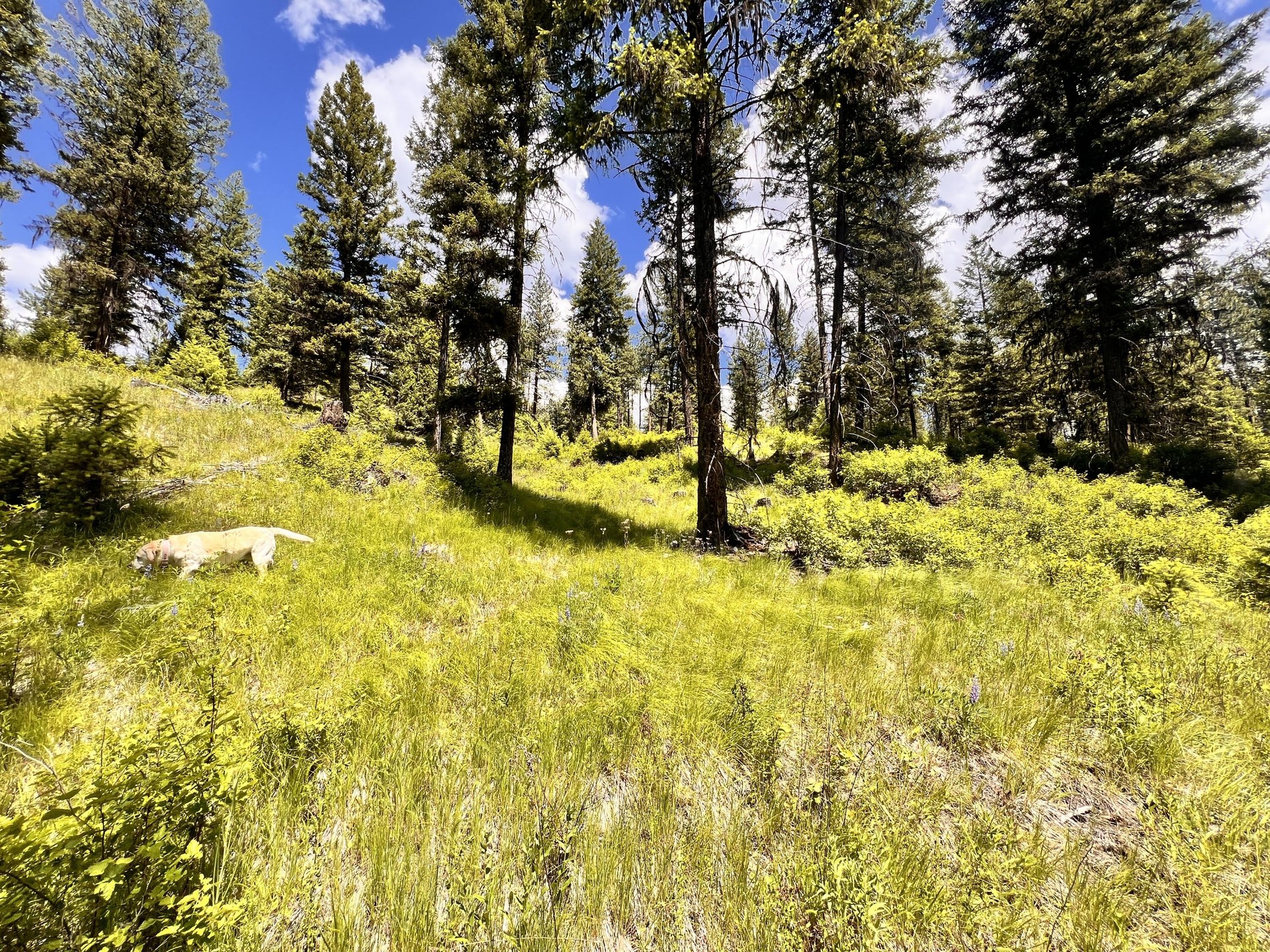 
                        Property photograph at
                        TBD OLD KETTLE FALLS RD
                      