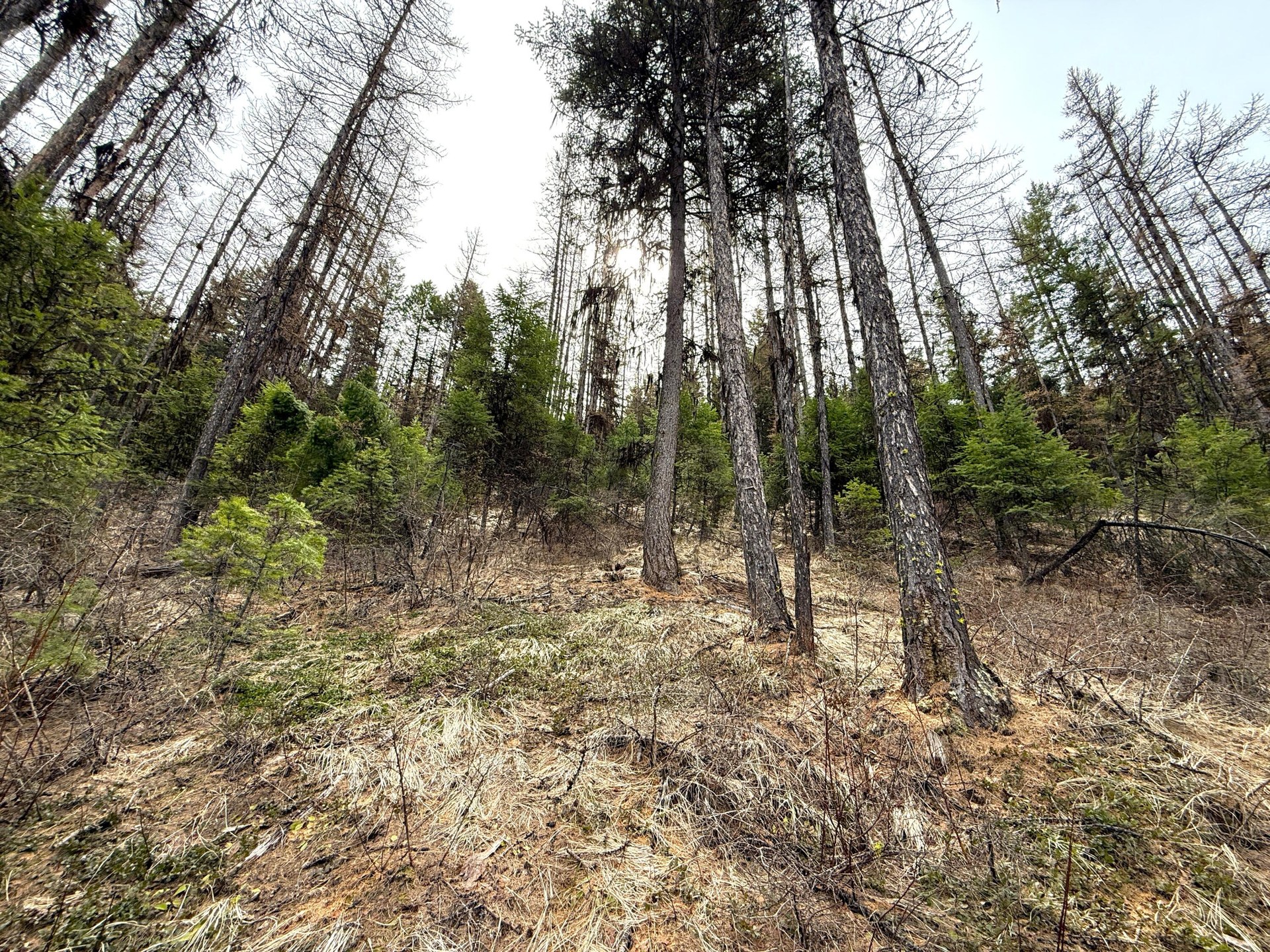 
                        Property photograph at
                        TBD GIVEOUT CREEK RD
                      