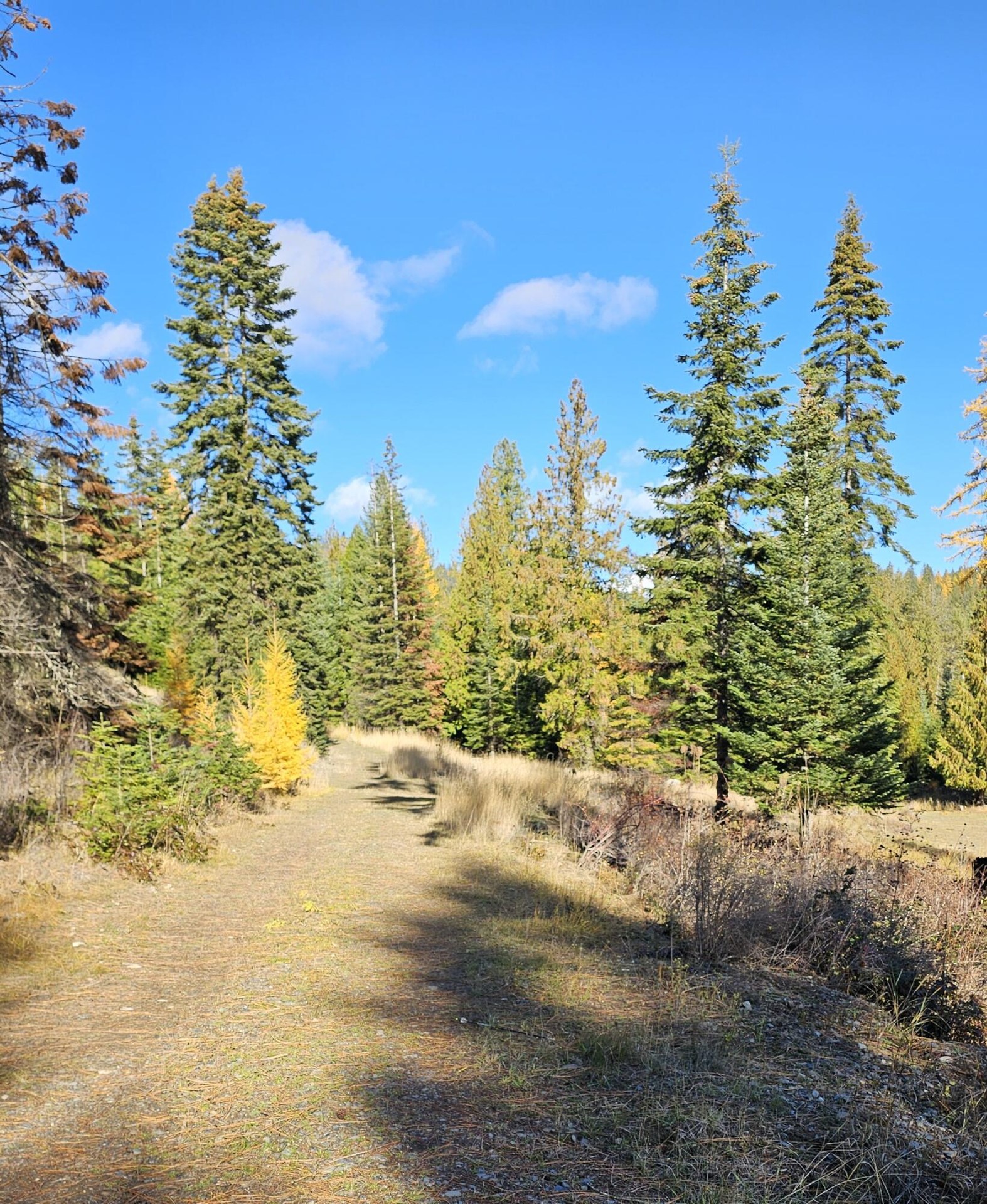 
                        Property photograph at
                        717 B FINLEY GULCH RD
                      