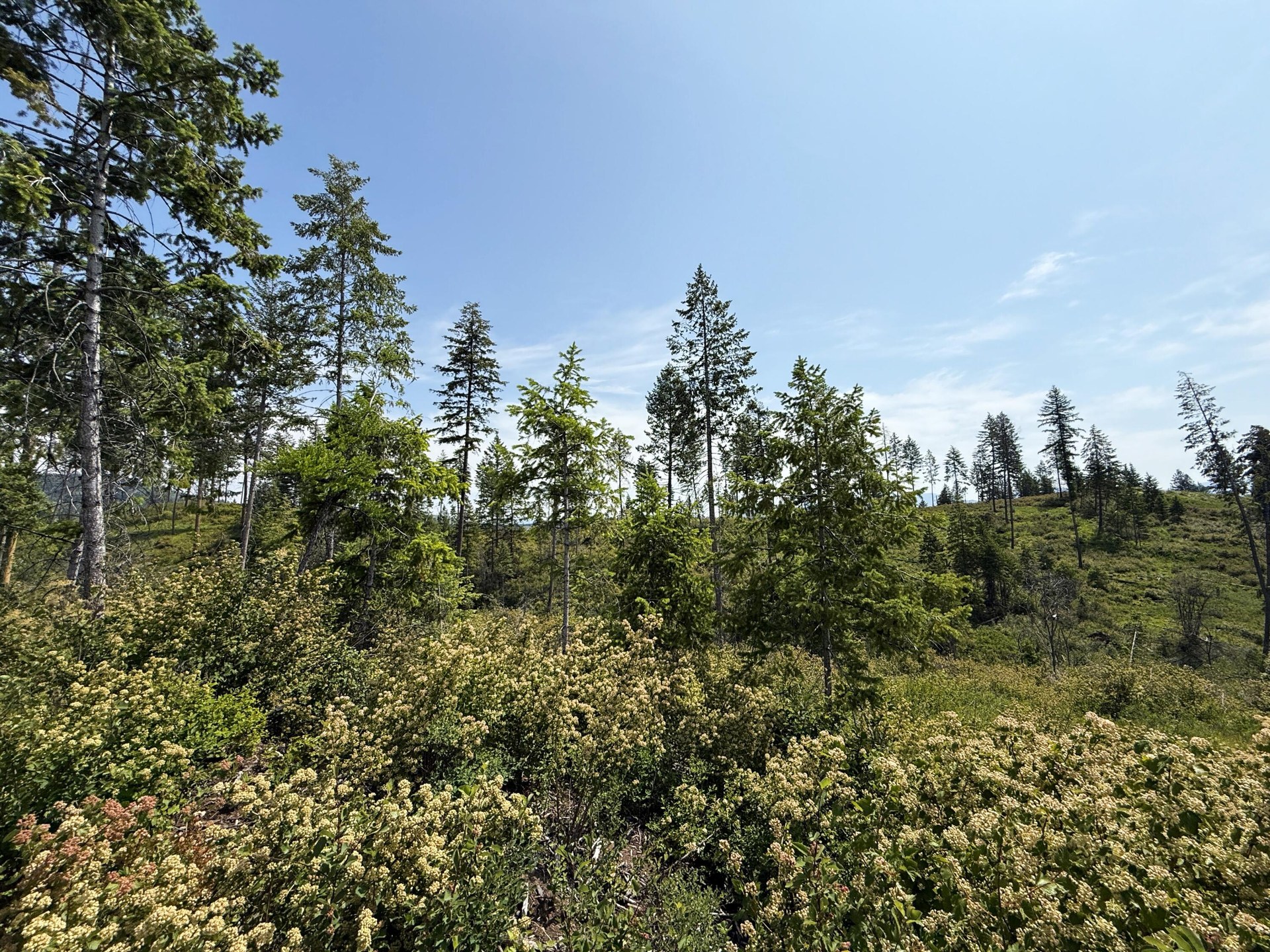 
                        Property photograph at
                        TBD ROCKABYE LN
                      