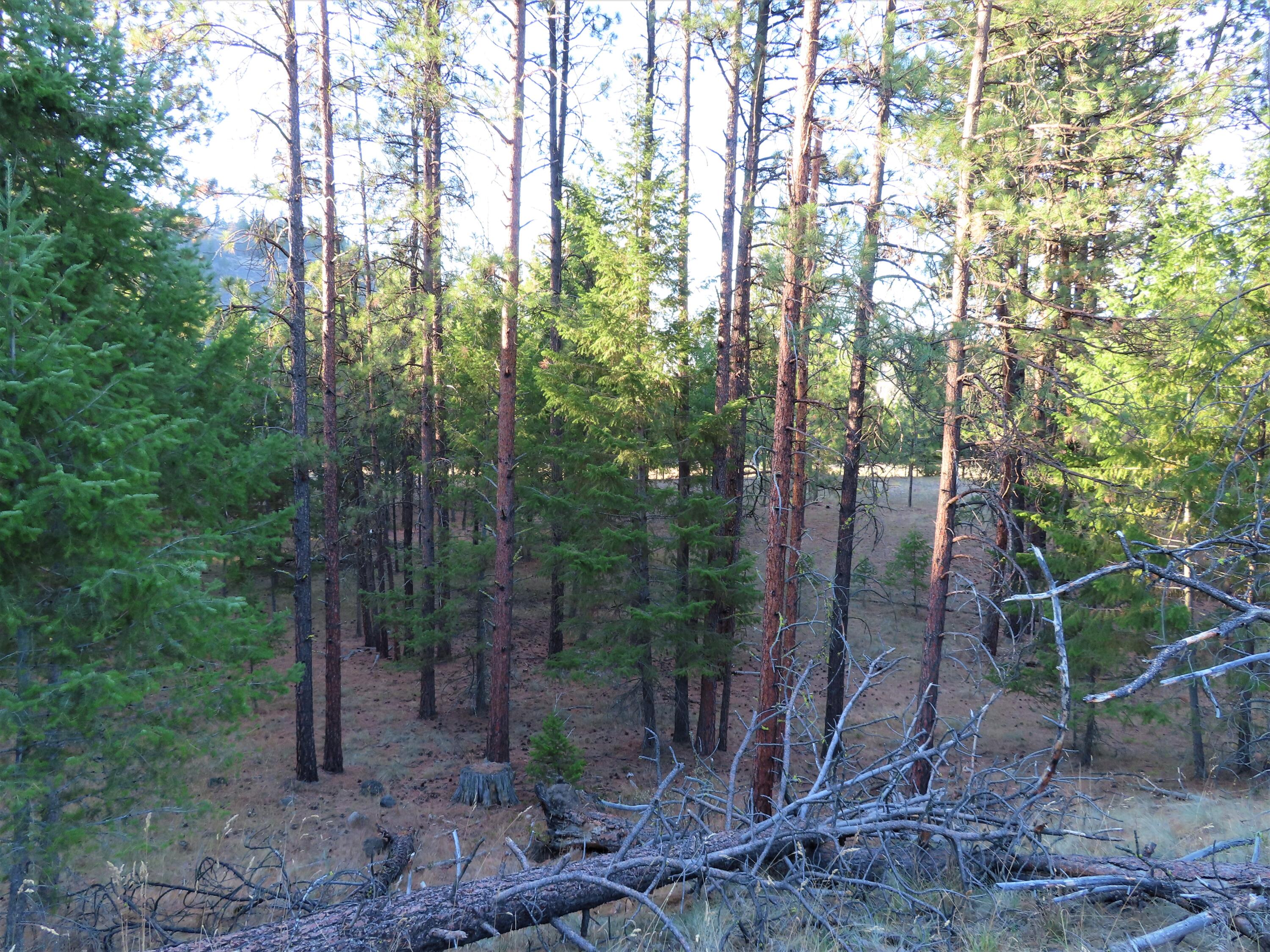 
                        Property photograph at
                        TBD TORODA CREEK RD
                      