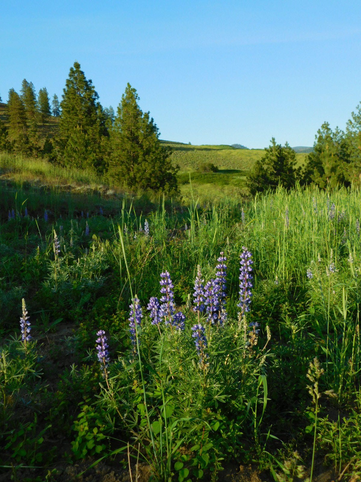 
                        Property photograph at
                        TBD SPIRIT RIDGE WAY
                      