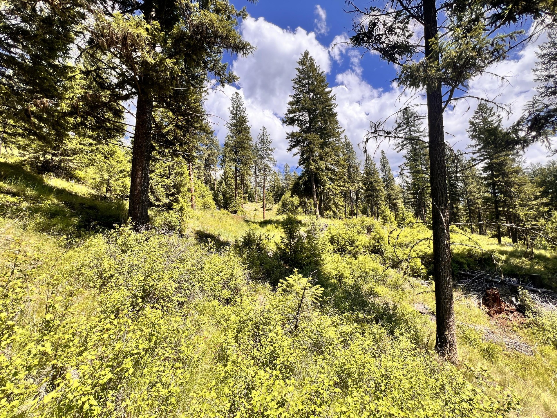 
                        Property photograph at
                        TBD OLD KETTLE FALLS RD
                      