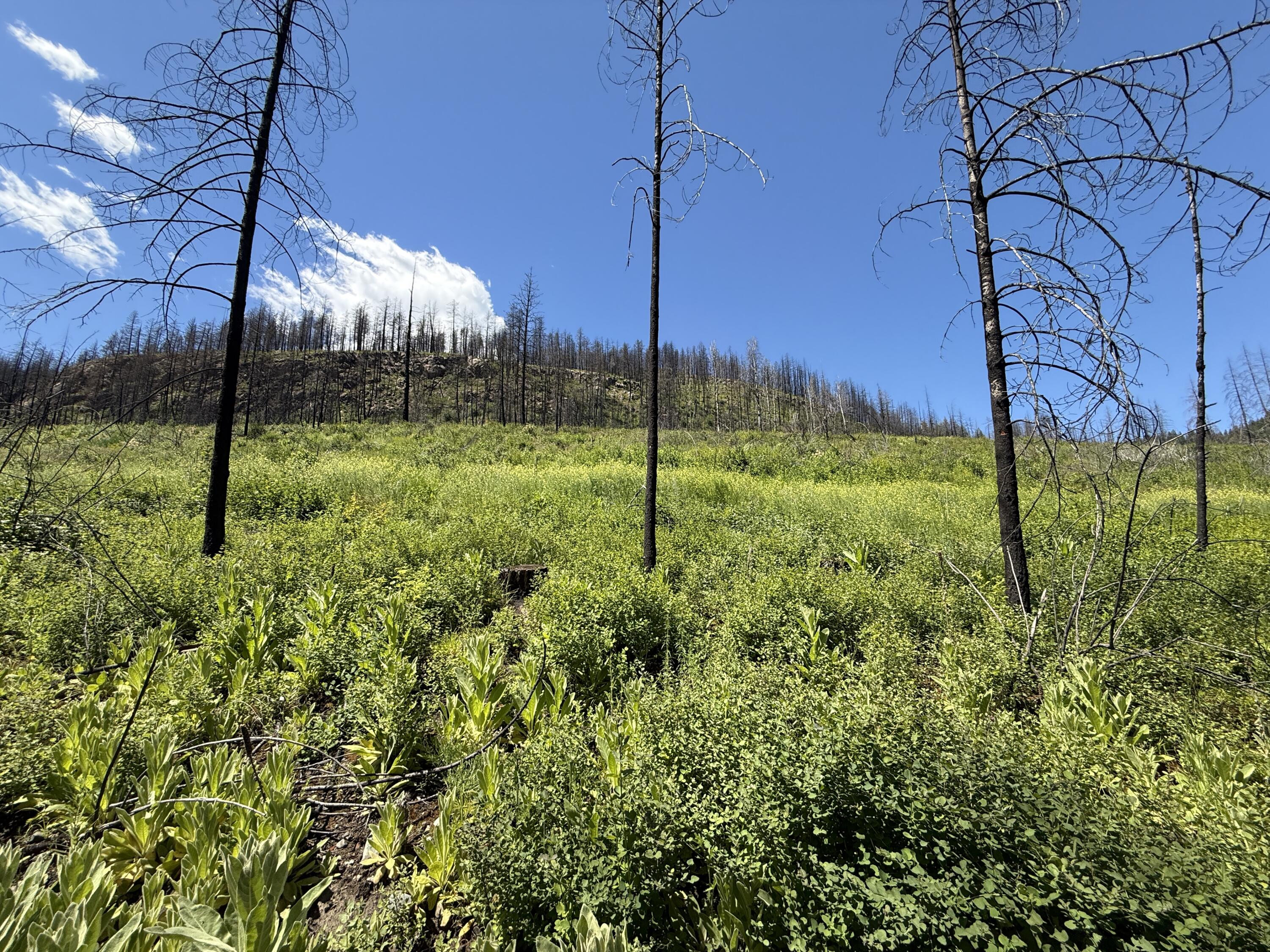 
            Exterior of
            TBD 4TH OF JULY CREEK RD
          