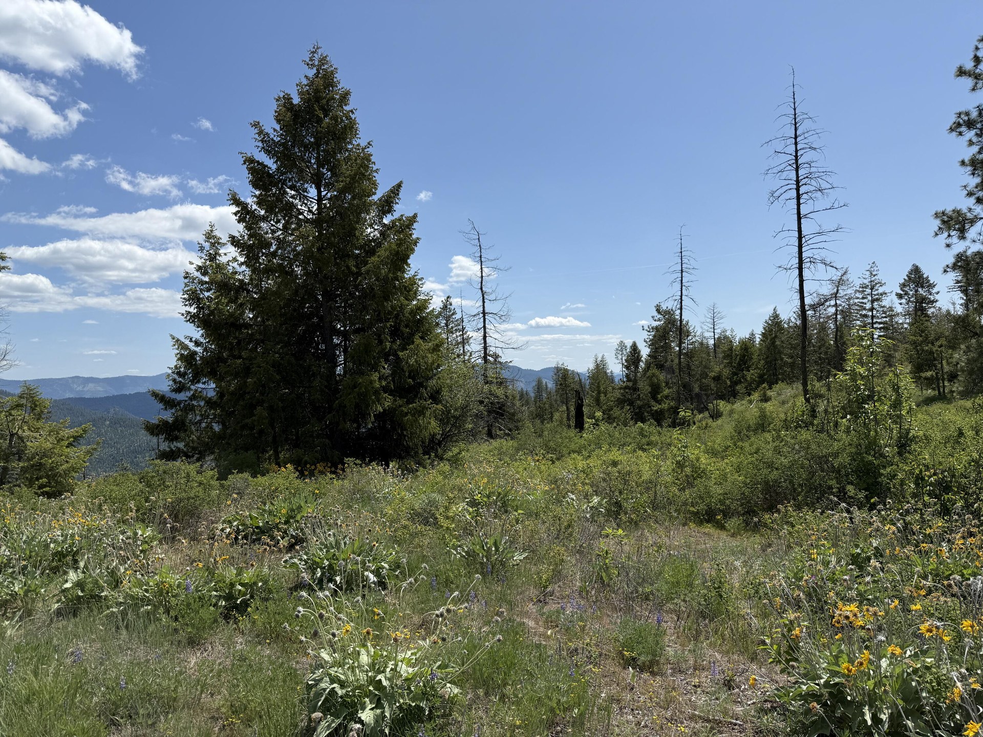 
                        Property photograph at
                        3774-C DAISY MINE RD
                      