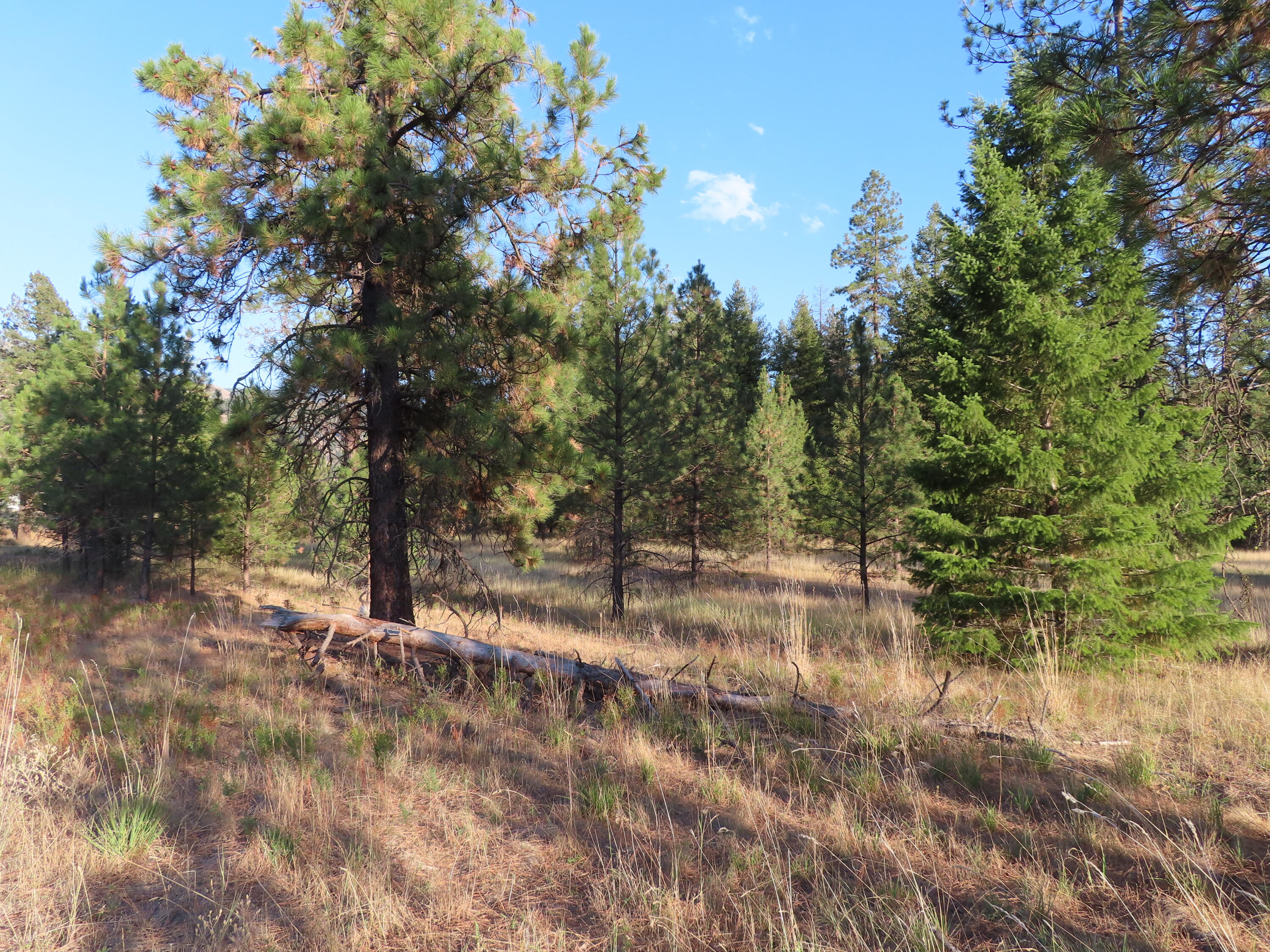 
                        Property photograph at
                        TBD TORODA CREEK RD
                      