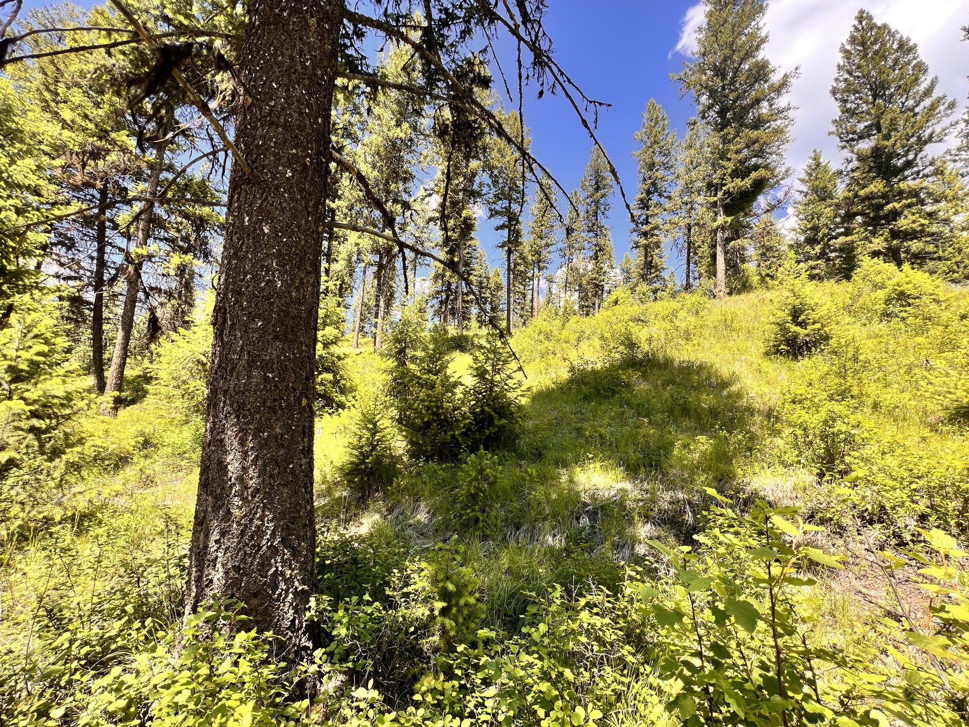 
                        Property photograph at
                        TBD OLD KETTLE FALLS RD
                      