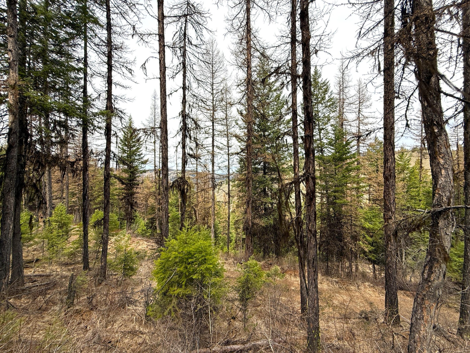 
                        Property photograph at
                        TBD GIVEOUT CREEK RD
                      