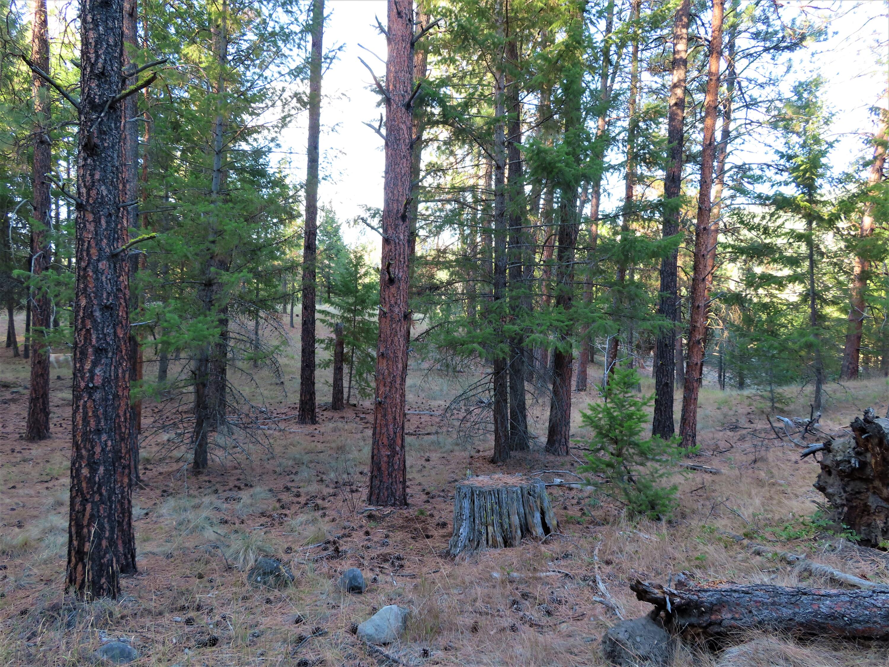 
                        Property photograph at
                        TBD TORODA CREEK RD
                      