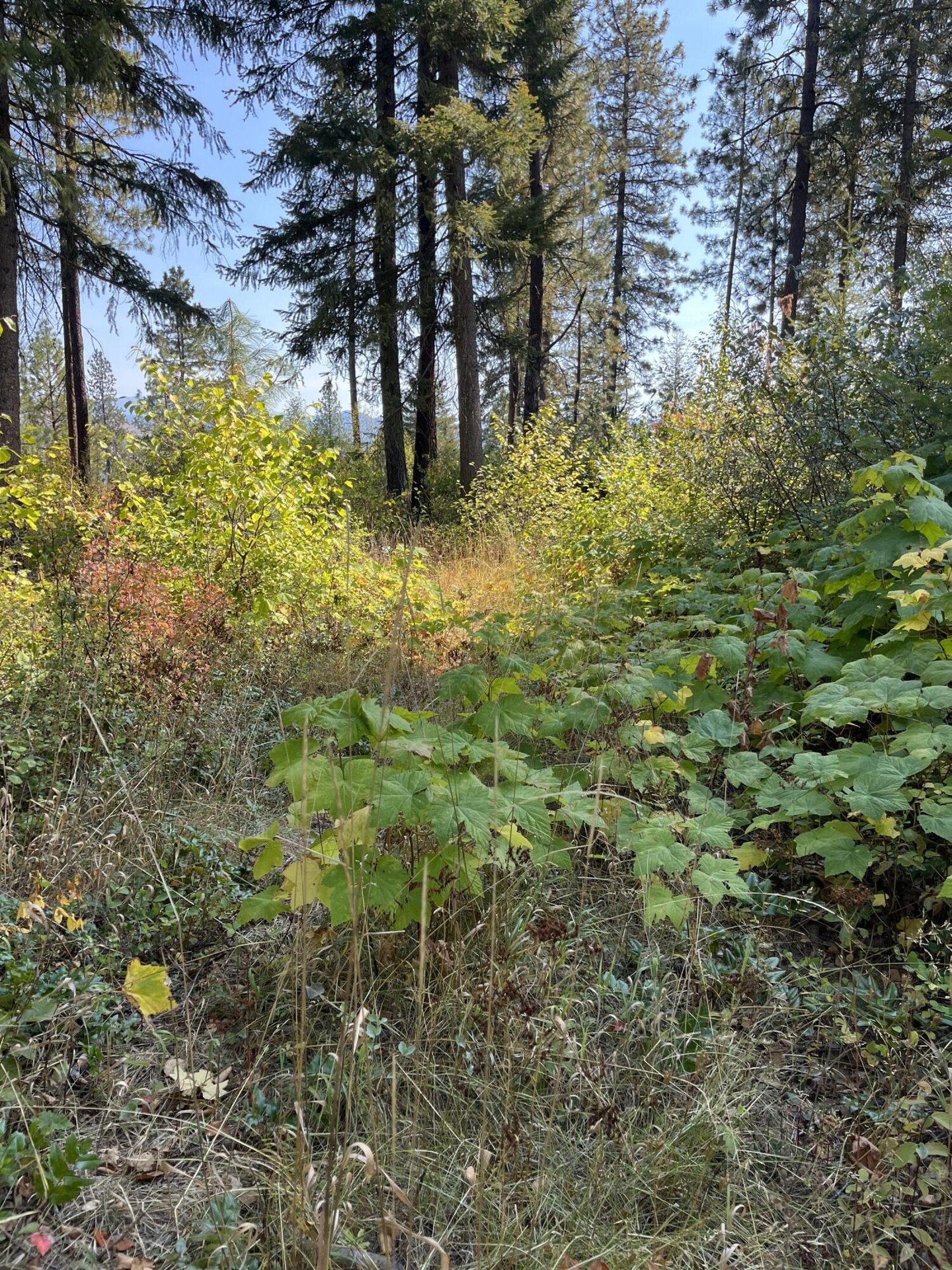 
                        Property photograph at
                        TRACT 2 COWBOYS AND ANGELS AVE
                      