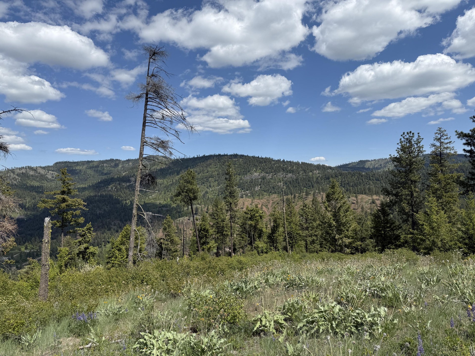 
                        Property photograph at
                        3774-C DAISY MINE RD
                      