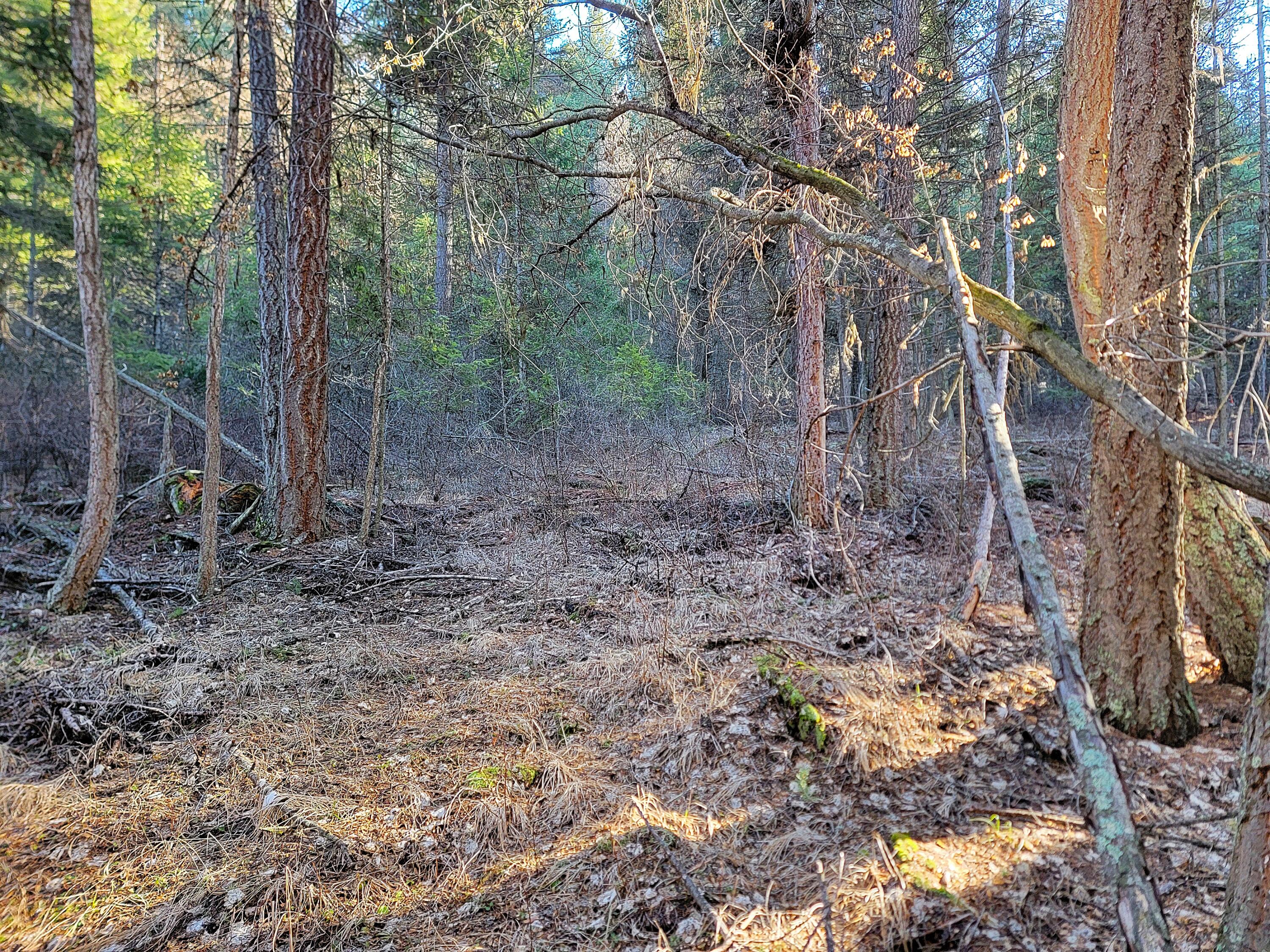 
                        Property photograph at
                        TBD LUNDIMO MEADOW RD
                      