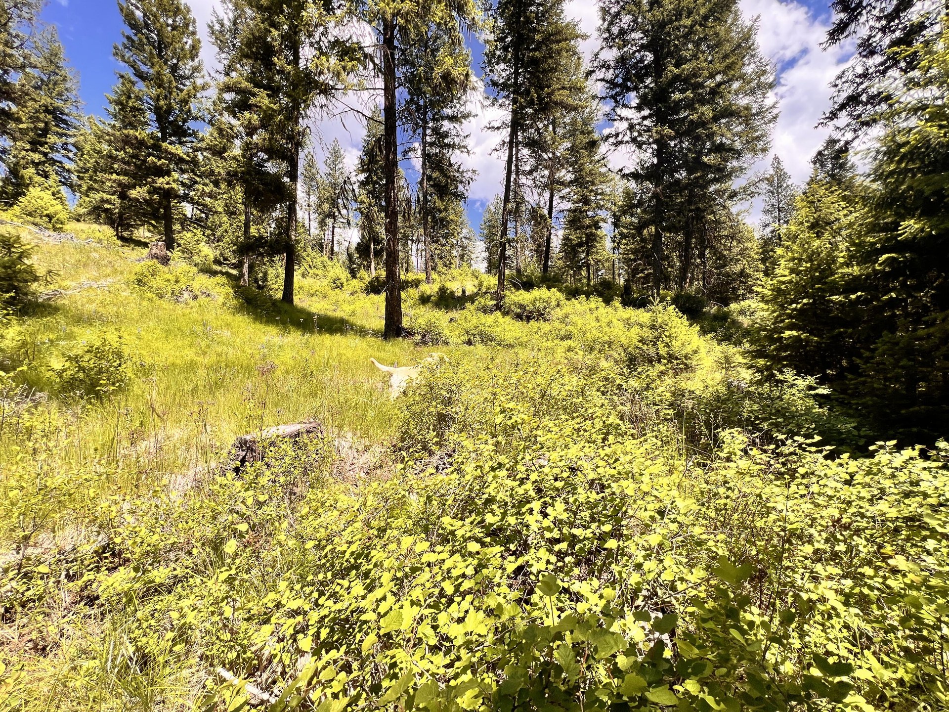 
                        Property photograph at
                        TBD OLD KETTLE FALLS RD
                      