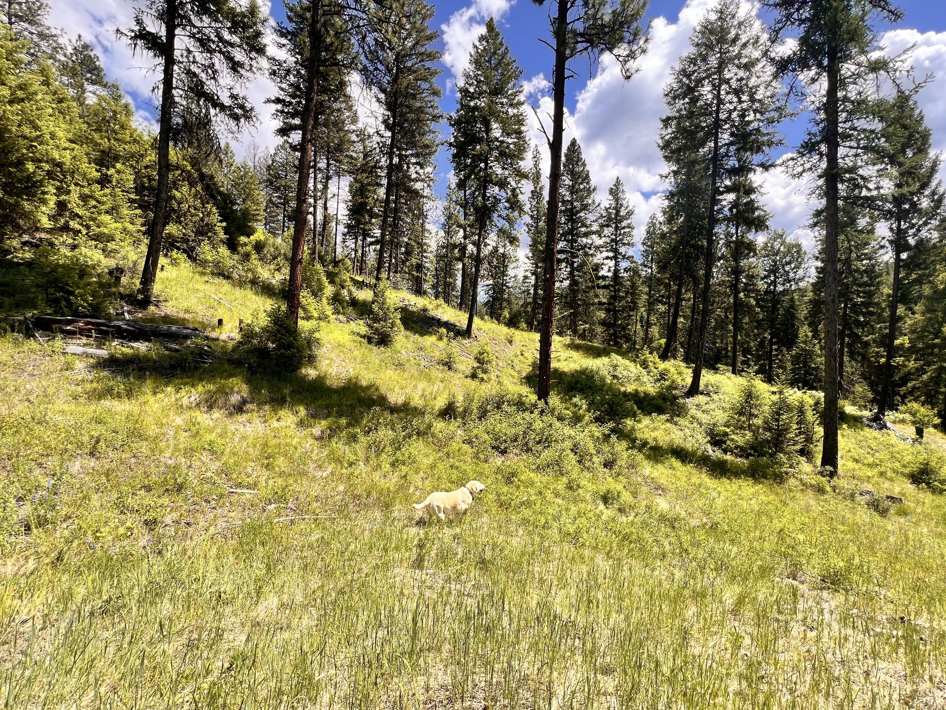 
                        Property photograph at
                        TBD OLD KETTLE FALLS RD
                      