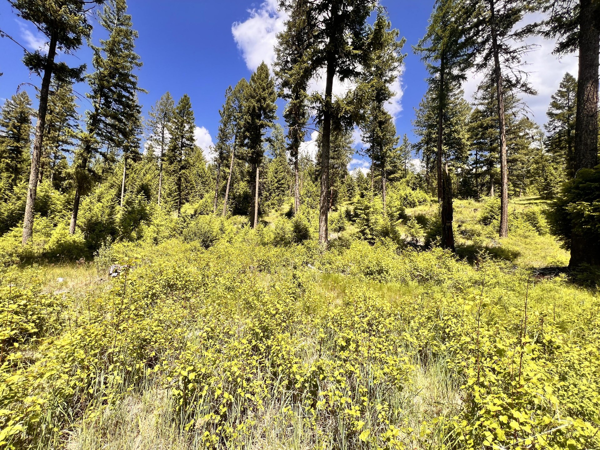 
                        Property photograph at
                        TBD OLD KETTLE FALLS RD
                      